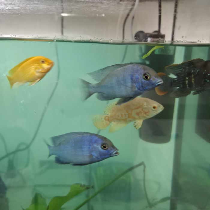 Продам аквариум с рыбками