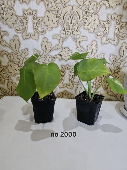 Продам комнатные растения