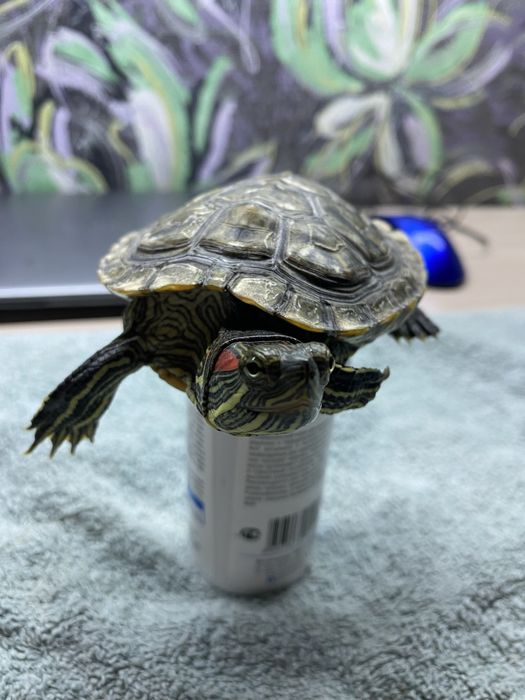 Продам черепаху 1,5 года