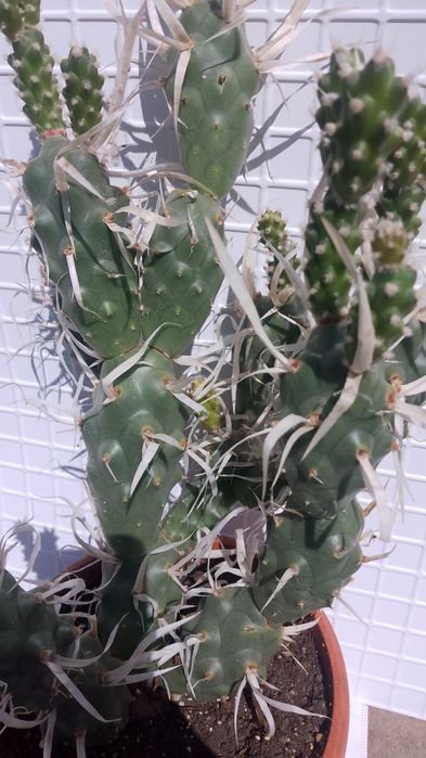 Продавам  кактус