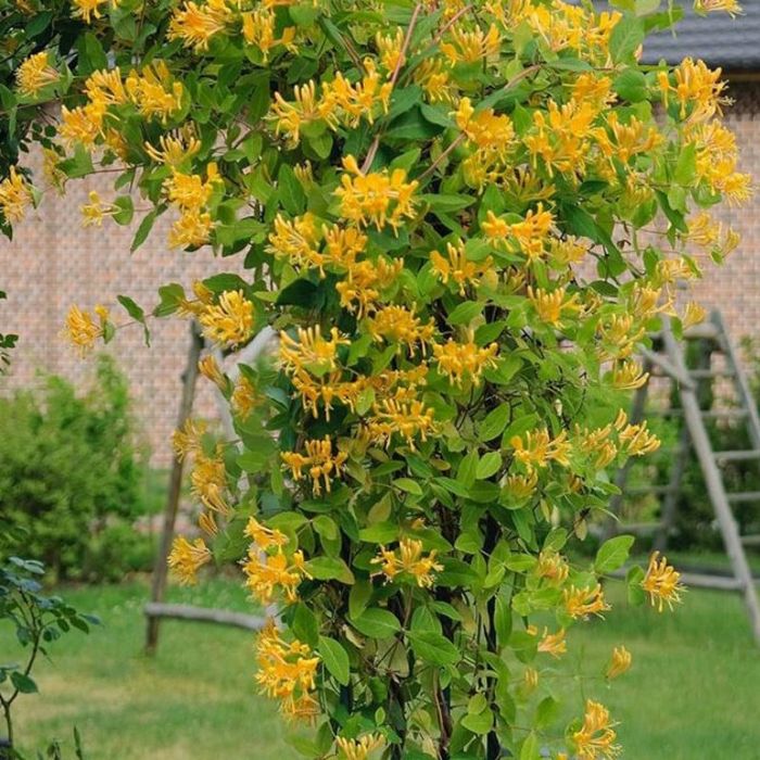 Caprifoi (Mana Maici Domnului )