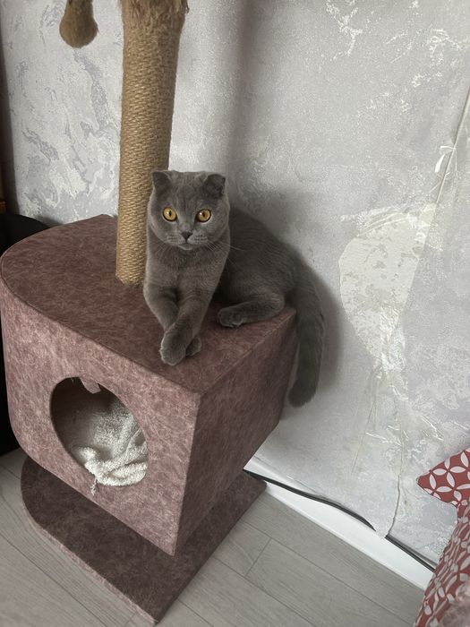 продам домик для кота