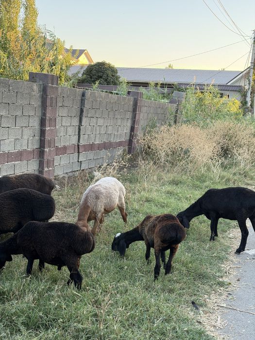 Продаются бараны