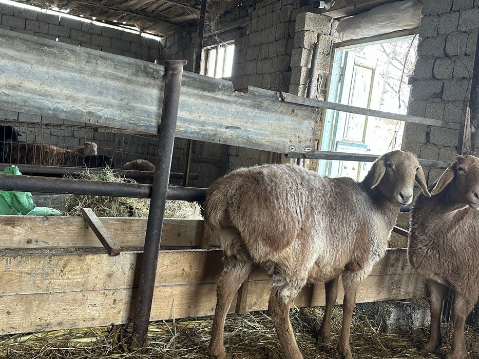 Qoy Arashan sovliqla