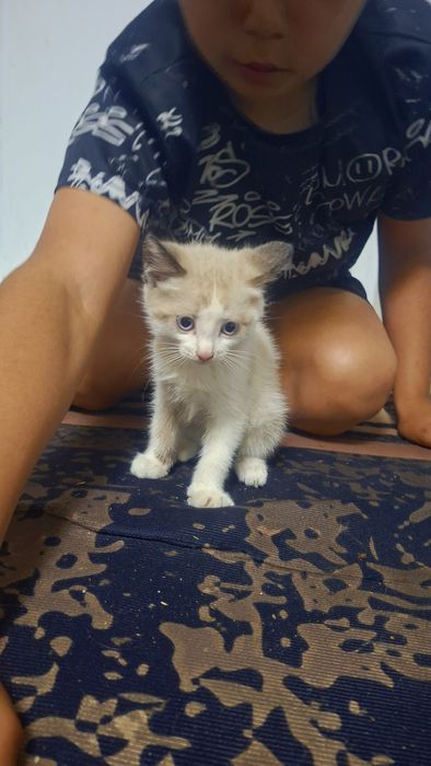 Отдам котят бесплатно мальчик и девочка