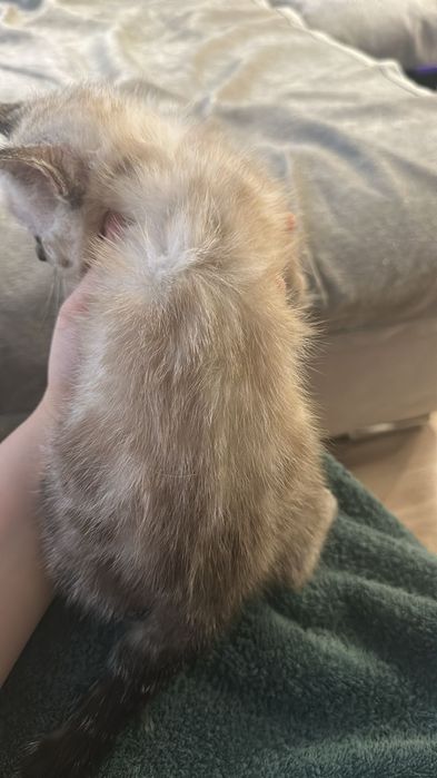 Отдам котенка, срочно