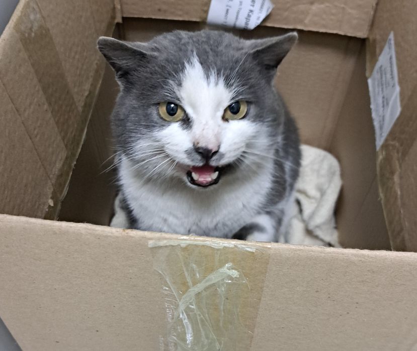 Срочно! Кот ищет дом