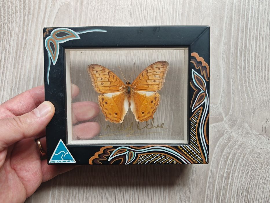 Vindula arsinoe - крайцерска пеперуда