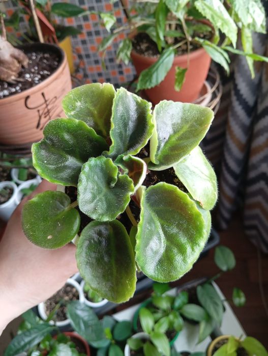 Продам комнатные растения