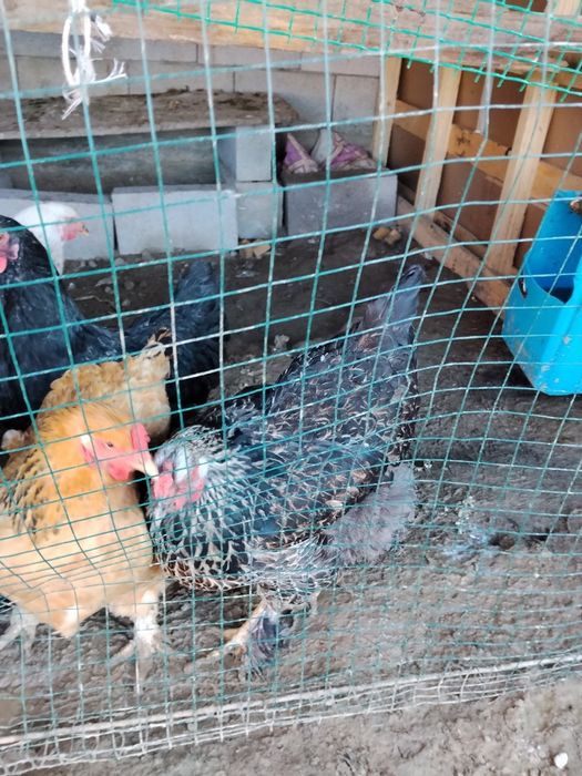 Продам курей породистый