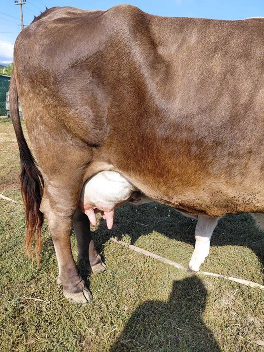 Vaca cu Vitel cauta alta casa