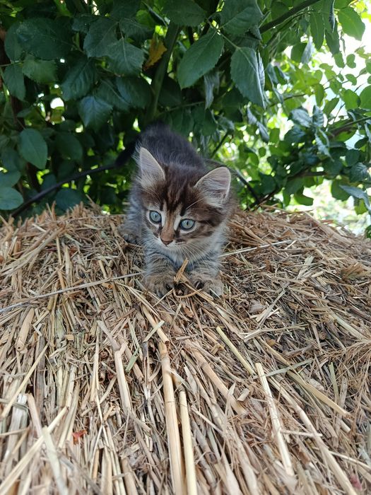 Котята в добрые руки!