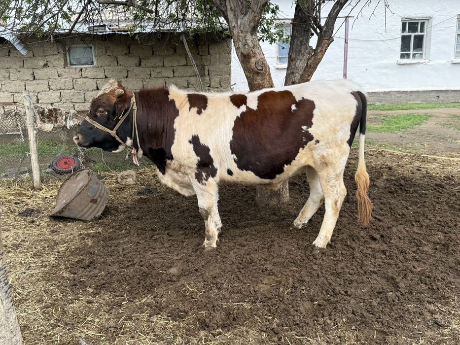 Бык бұқа бычок симентал лимузин сатылады