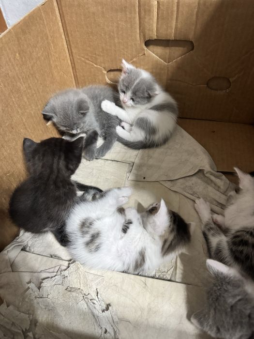 Отдам котят в добрые руки