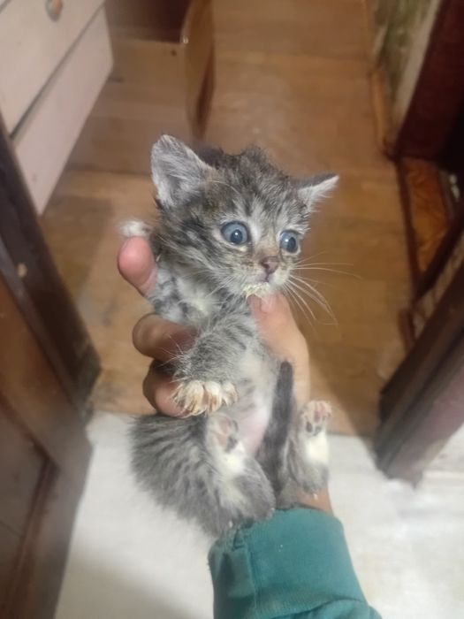 Продам котят. Хорошие