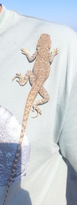 Продам ящерицу 25.000