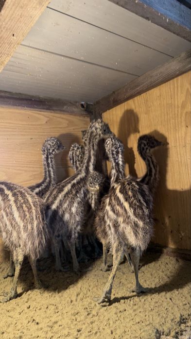 Голямо Ему бебета