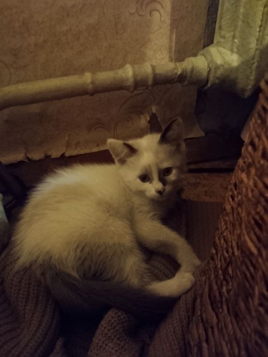 Котята с доставкой