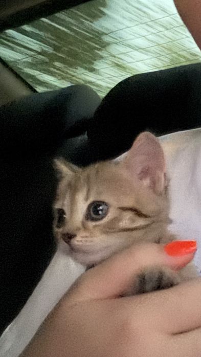 котенок 2,5 месяца,девочка