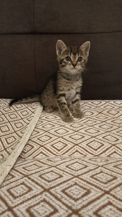 Продам милых котят 1 мес