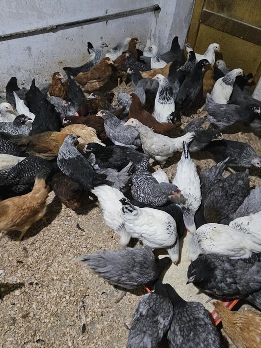 Vând puicuțe de ouă