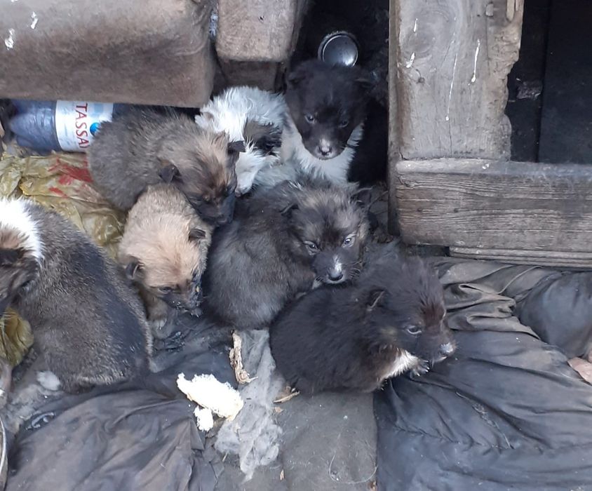 Отдам щенков бесплатно