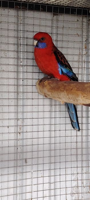 Vând papagali pennant