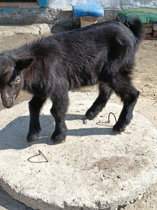Парода альпийски
