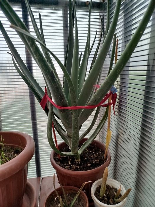Домашний цветок Алоэ-вера (лечебный) от 50000 и вышесум