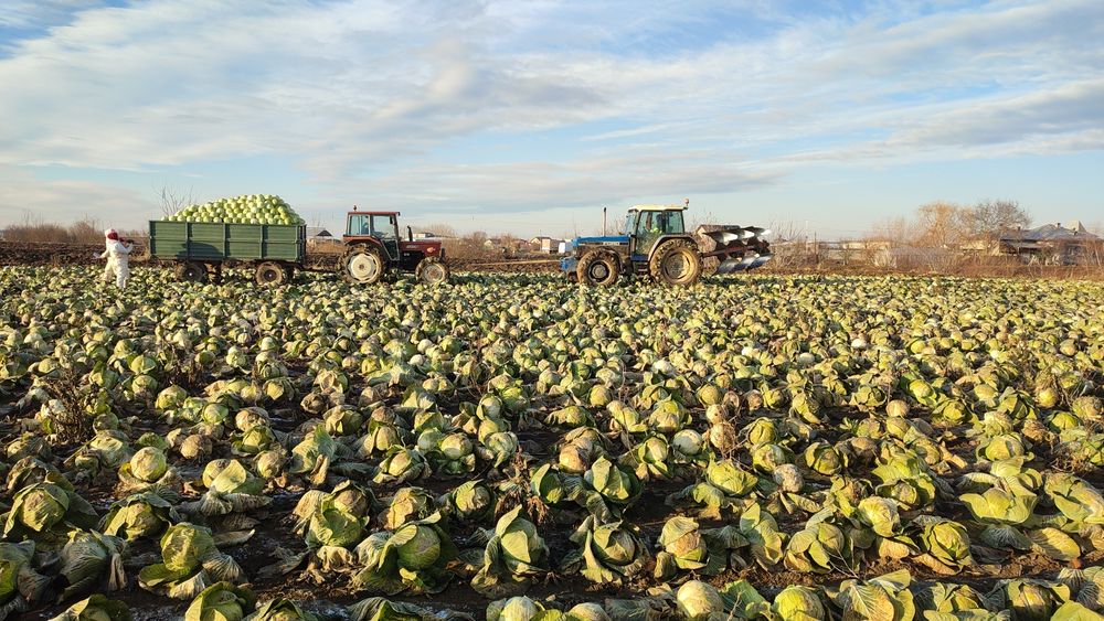 VARZA disponibil 15-16 tone