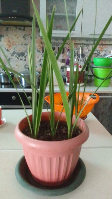 Комнатные цветы и горшки