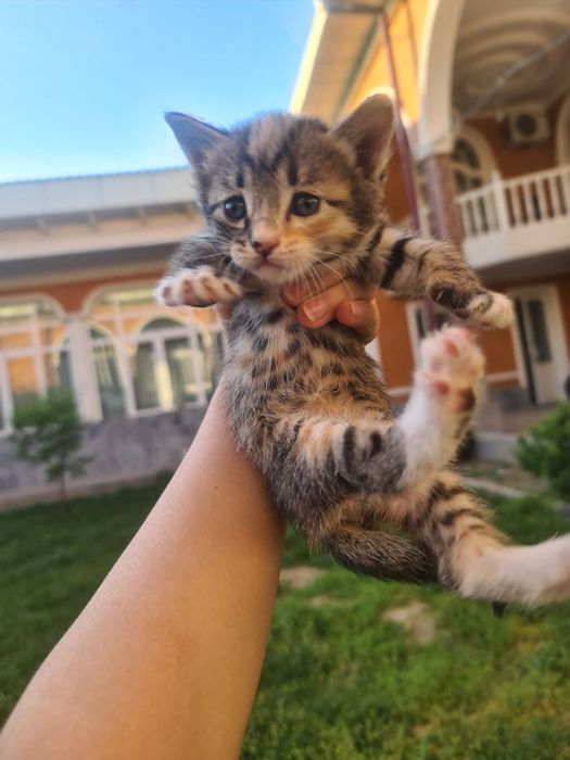 Mushikchalar sotiladi 1. Yarim oylik