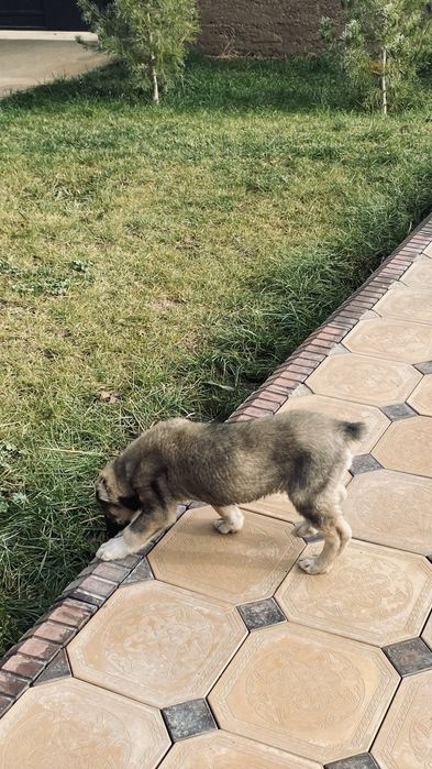 щенки алабая.