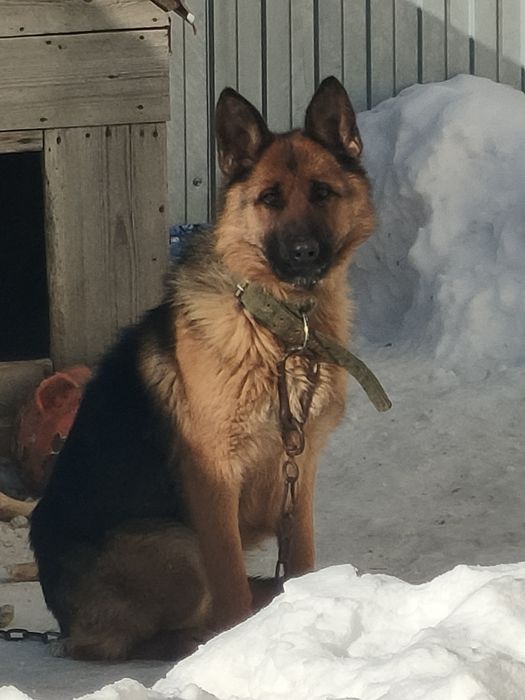 Продам немецкую овчарку