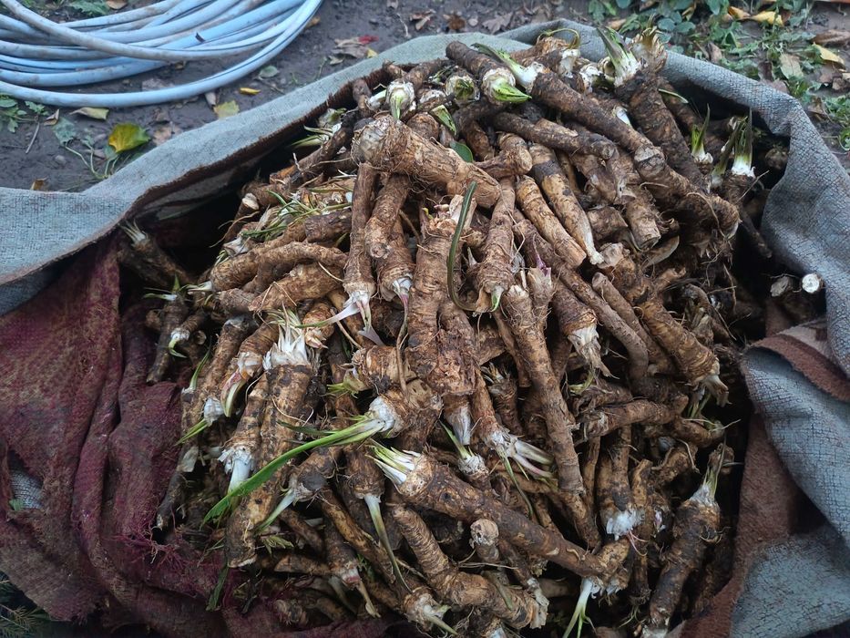 Hrean Romanesc  de Gradina