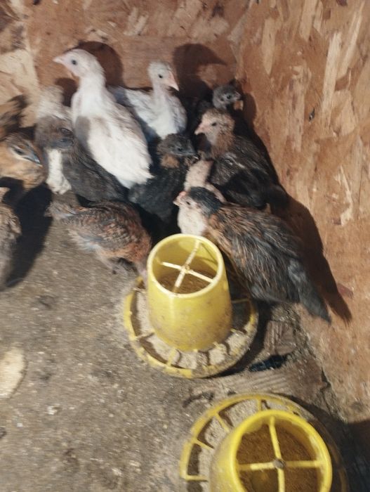 Продам суточных циплят