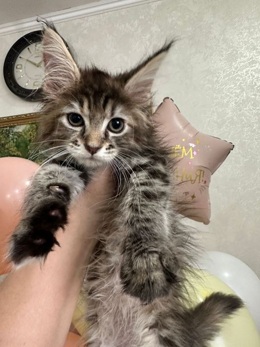 Мей кун девочка готова к переезду