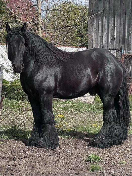 Armasari belgieni