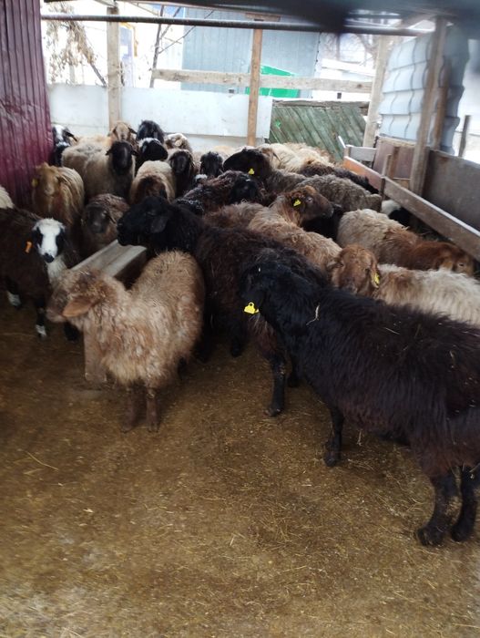 Койлар,токтылар сатылады