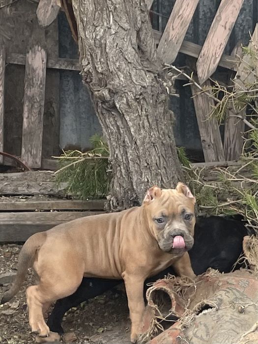 Щенки американский булли