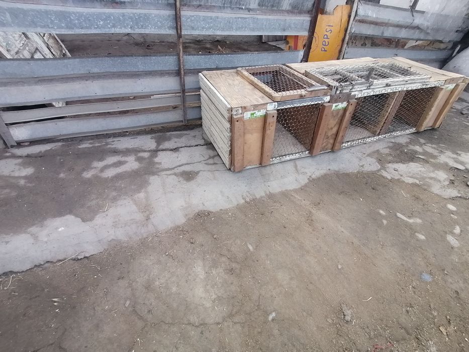 QUYON katak sotiladi