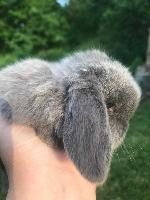 Iepurasi pitici pt copii, berbec german - mini lop