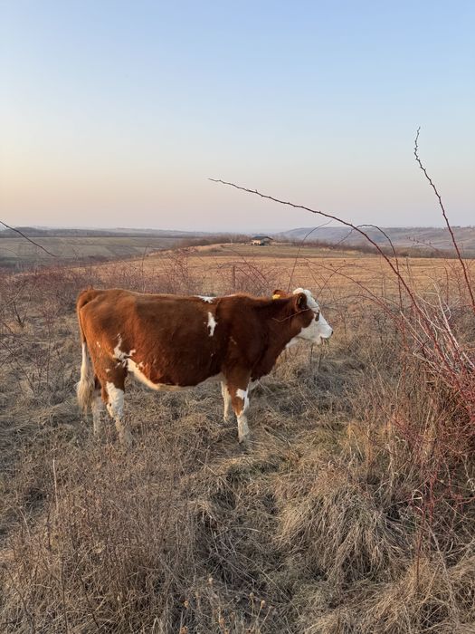 Vaca de vanzare.    .