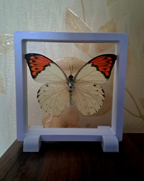 Настоящая бабочка в рамке.