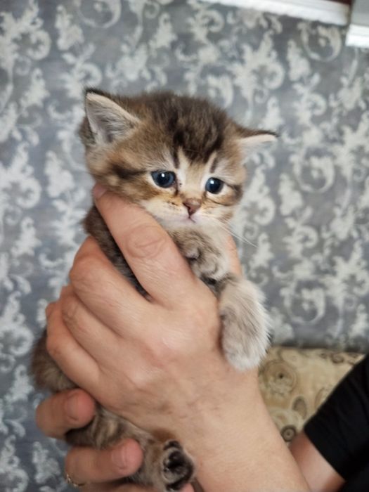 Котята шиншиллы продаются