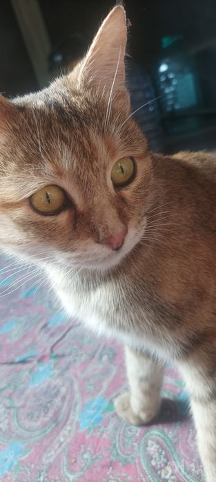 Mehribon yaxshi insonlaga Mushuk hadya qilamiza