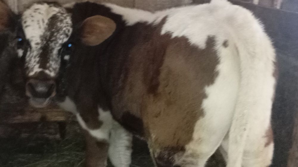 Vând 2 tăurași de 4-5 luni