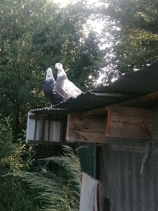 Продам голубей "Сочи"  пара.