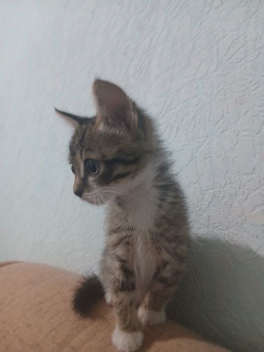 Отдам котёнка бесплатно