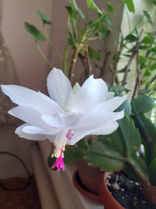 Продам комнатные цветы